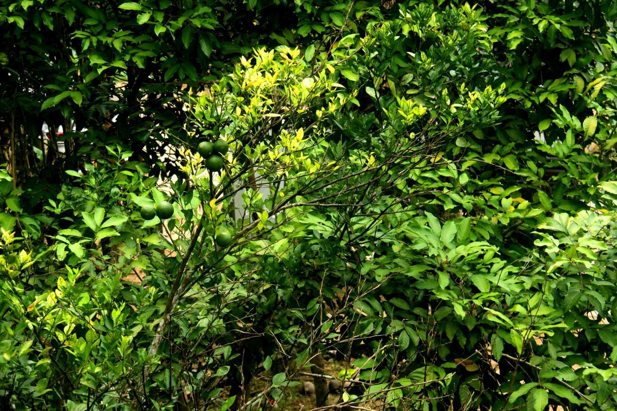 The Breeze Pinnawala Pinnawala  Dış mekan fotoğraf